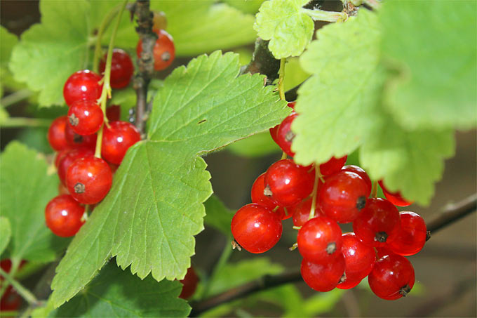 Rote Johannisbeere – Foto: Helge May