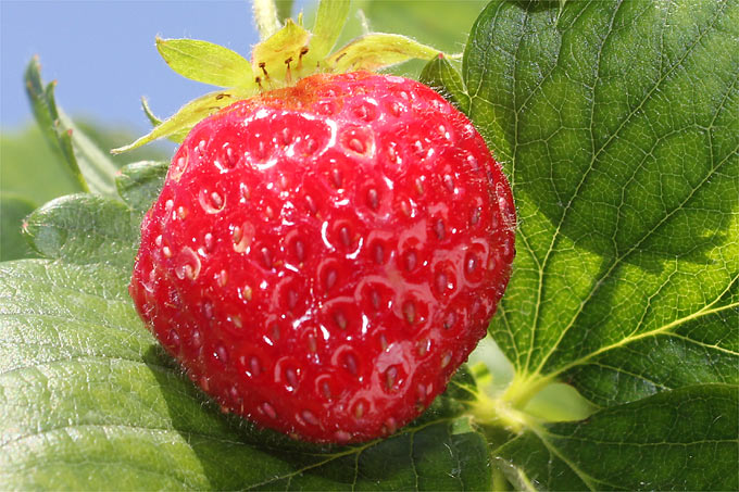 Gartenerdbeere - Foto: Helge May