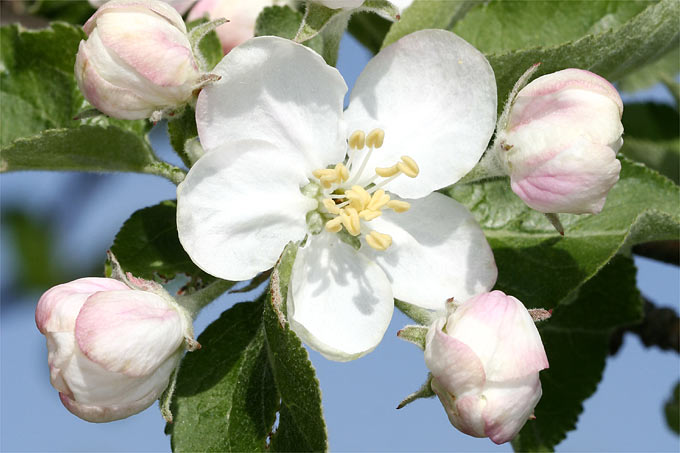 Apfelblüte - Foto: Helge May