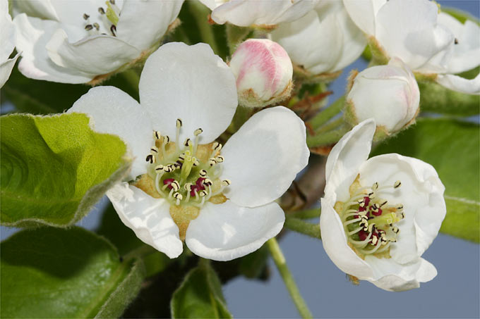 Birnenblüten - Foto: Helge May