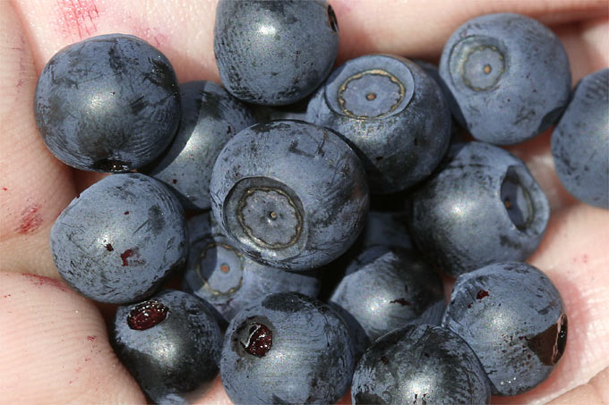 Heidelbeeren - Foto: Helge May