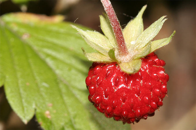 Walderdbeere - Foto: Helge May
