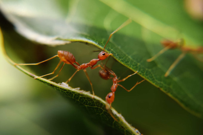 Ameisen auf Blatt - Foto: Unsplash/MD Jerry