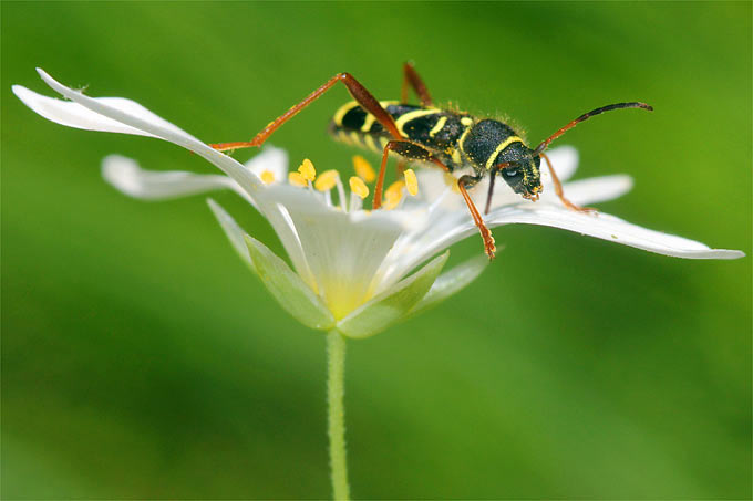 Tipps zur Insektenbeobachtung im Juni