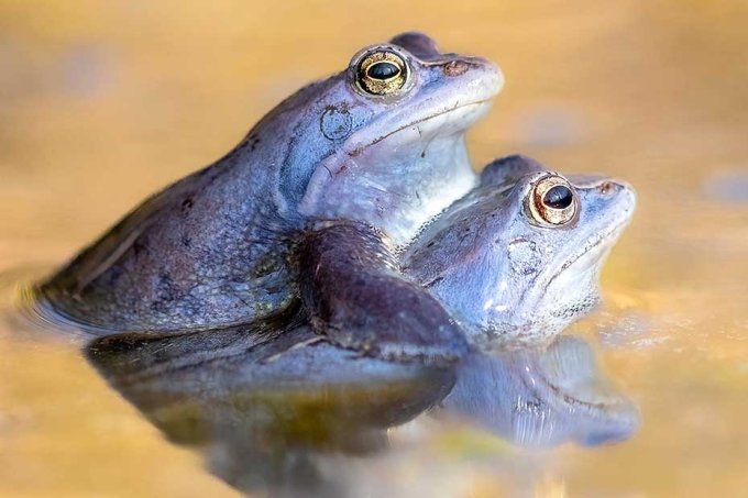 Moorfroschpaar - Foto: Susanne Großnick/NABU-naturgucker.de