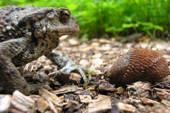 Erdkröten haben Nacktschnecken zum Fressen gern - Foto: Tom Kirschey