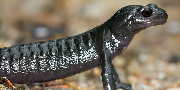 Alpensalamander - Foto: Frank Derer