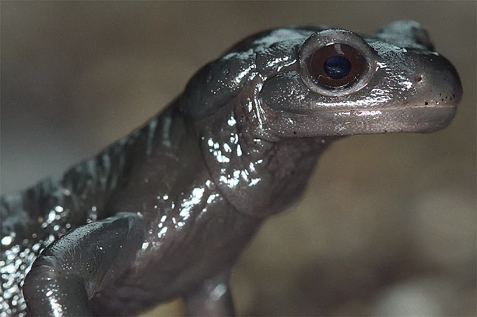 Alpensalamander - Foto: Frank Derer