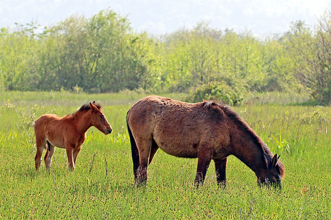 Pferde auf Weide - Foto: Frank Derer