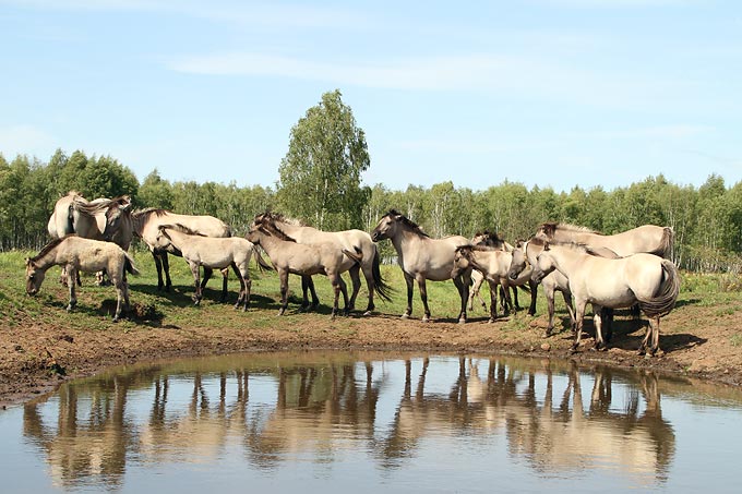 Konik-Pferde im Beweidungsprojekt Oranienbaumer Heide - Foto: Claudia Walter