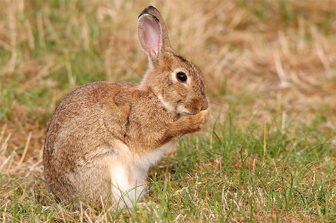 Wildkaninchen - Foto: Frank Derer
