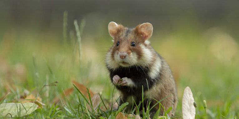 Feldhamster - Foto: Schanes/AdobeStock