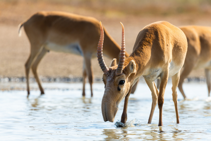 Eine männliche Saiga-Antilope trinkt von einer Wasserstelle. - Foto: rostovdriver/ stock.adobe.com