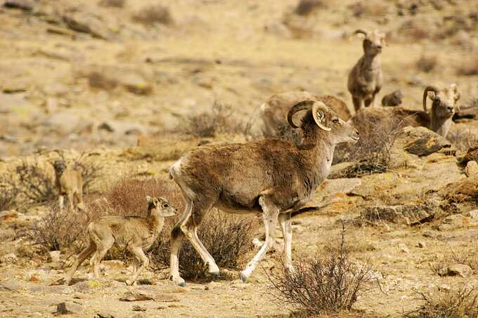 Argali-Lamm folgt der Mutter - Foto: NABU/Richard Reading