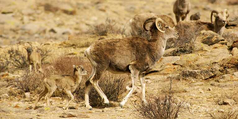Argali-Lamm folgt der Mutter - Foto: NABU/Richard Reading