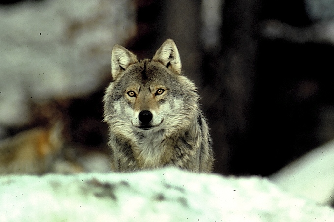 Wolf - Foto: NABU/Hans Pollin