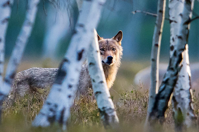 Wolf hinter Birken - Foto: NABU/Heiko Anders