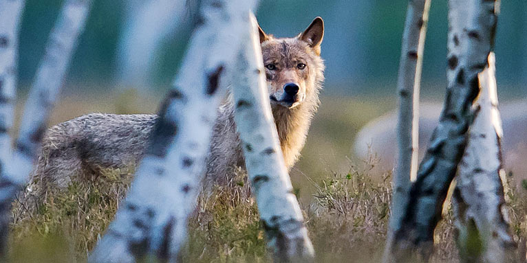 Wolf hinter Birken - Foto: NABU/Heiko Anders