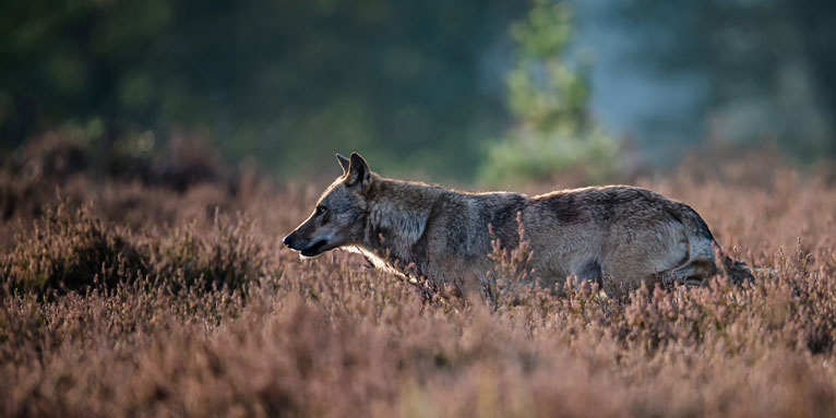Wolf in der Heide - Foto: Heiko Anders