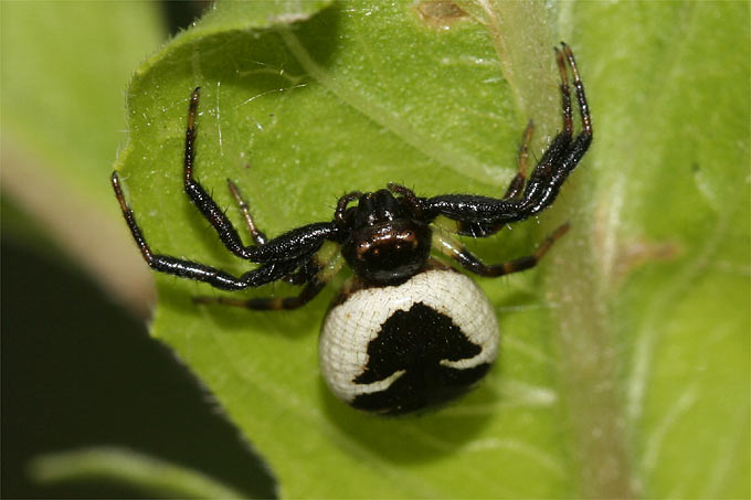 Südliche Glanz-Krabbenspinne - Foto: Helge May