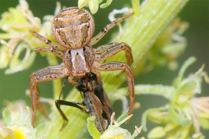 Braune Krabbenspinne (Buschkrabbenspinne) mit erbeuteter Bodenwanze auf Gelber Resede. - Foto: Helge May