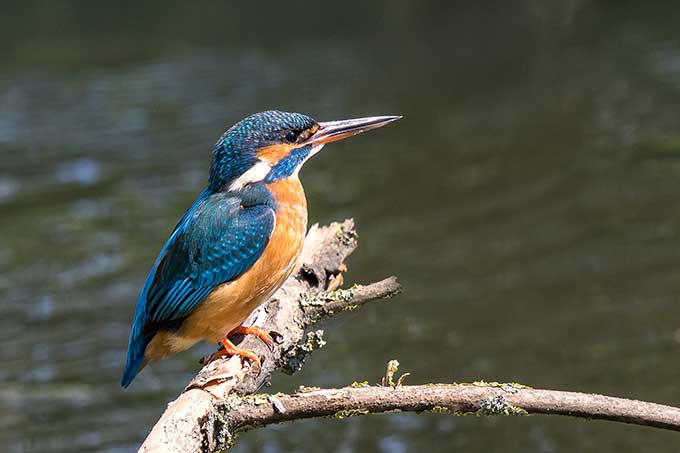 Eisvogel am Fluss - Foto: NABU/CEWE/Ralf Patela