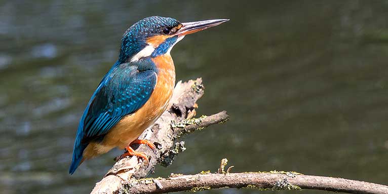 Eisvogel am Fluss - Foto: NABU/CEWE/Ralf Patela