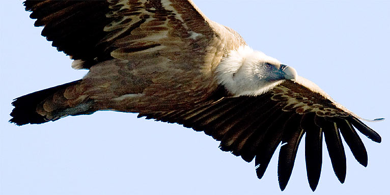 Gänsegeier - Foto: Frank Derer