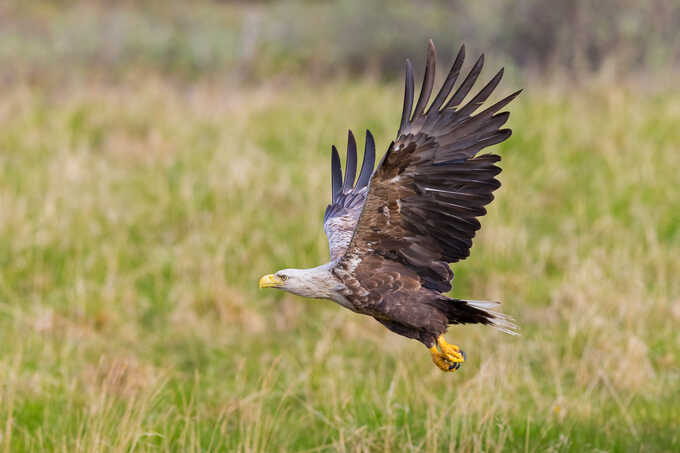 Seeadler - Foto: Mathias Schäf
