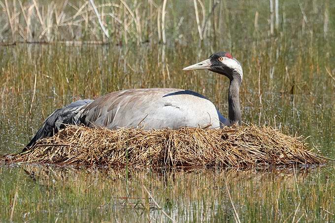 Kranich auf Nest - Foto: Bernold Schlender/NABU-naturgucker.de
