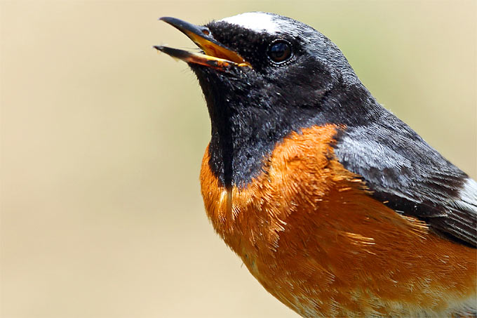 Gartenrotschwanz - Foto: Frank Derer
