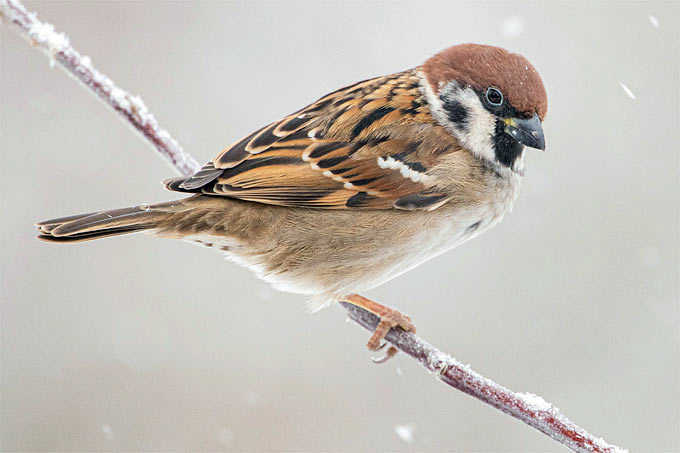 Feldsperling im Winter - Foto: Ulrich Sach/www.naturgucker.de