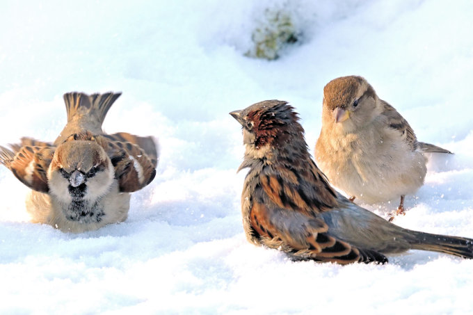 Haussperlinge beim Schneebad - Foto: Jutta Trentz/NABU-naturgucker.de