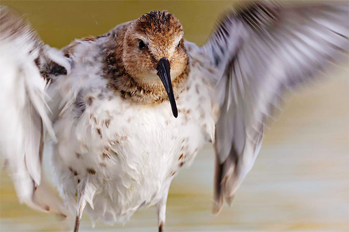 Slider-Bild