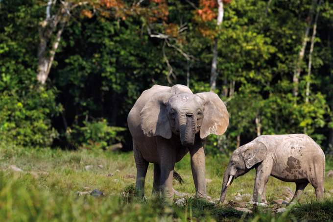 Im Gegensatz zu seinem asiatischen Verwandten sind die Ohren des Waldelefanten kreisrund.