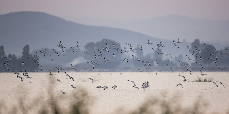 Vögel am Tanasee - Foto: Bruno D/'Amicis