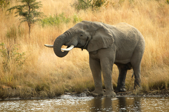 Trinkender Elefant in Südafrika - Foto: Mark Atkins/Dreamstime.com