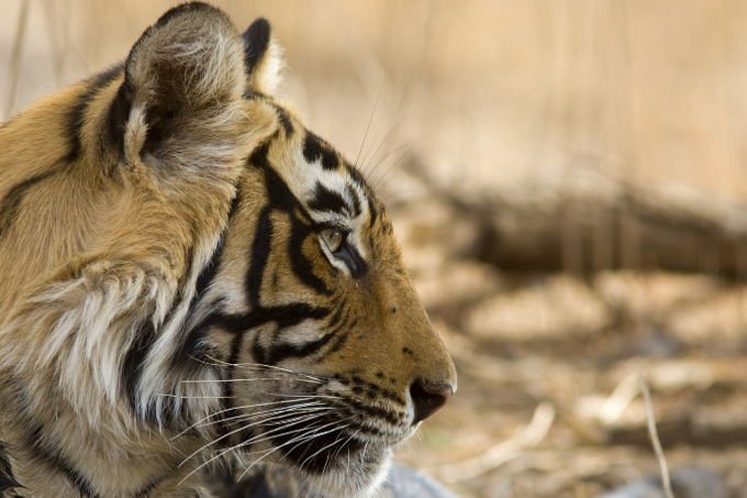 Portrait eines indischen Tigers - Foto: iStockphoto.com/A. Mossbacher