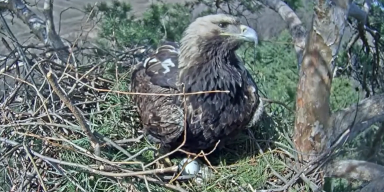 Zwei Eier im Nest des Kaiseradlers - Screenshot Webcam: NABU