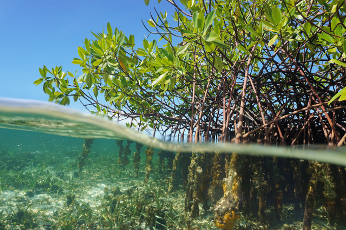 Mangroves - photo: damedias/ stock.adobe.com