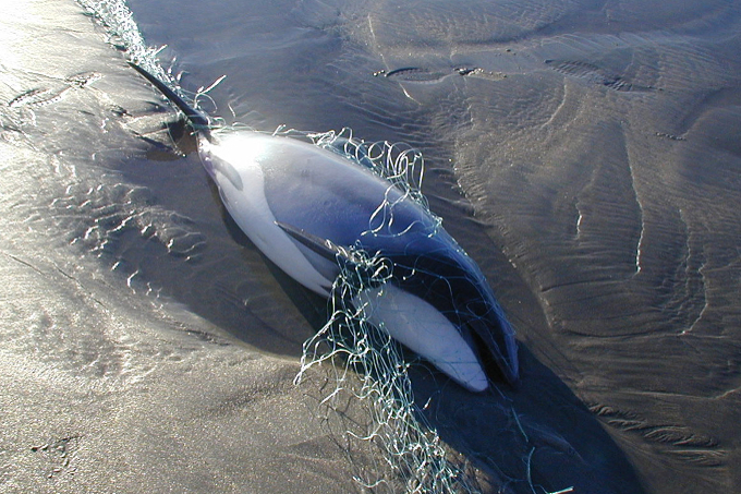 Verendeter Hector-Delfin - Foto: Steve Dawson
