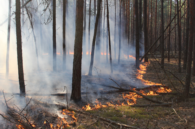 Krieg zerstört Natur: Feuer im ukrainischen Drevlians-Naturschutzgebiet nordwestlich von Kiew - Foto: USPB