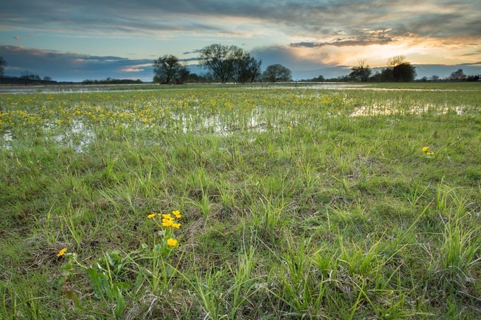 Sumpfdotterblumen auf Feuchtwiese an der Unteren Havel - Foto: NABU / Klemens Karkow