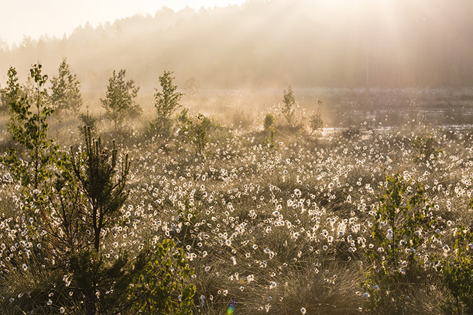 Moorlandschaft mit Wollgras – Foto: Mara Pakalne