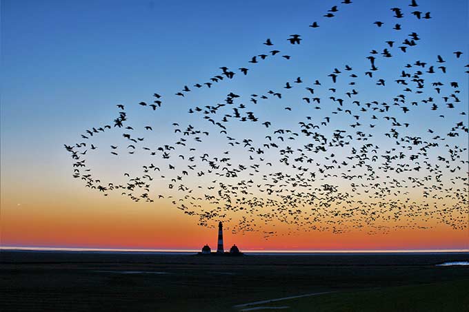 Zugvögel am Wattenmeer