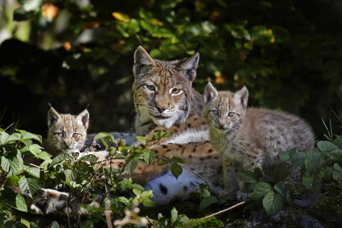 Luchs mit Jungen - Foto: Marcus Bosch