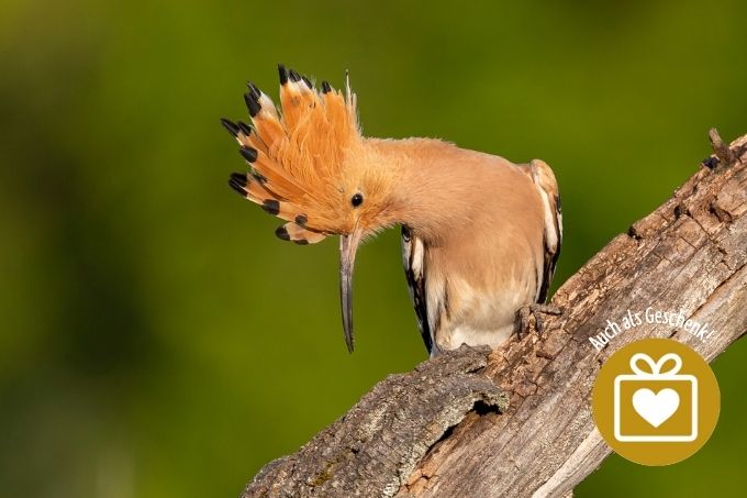 Slider-Bild