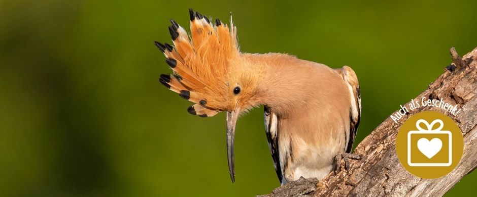 Slider-Bild