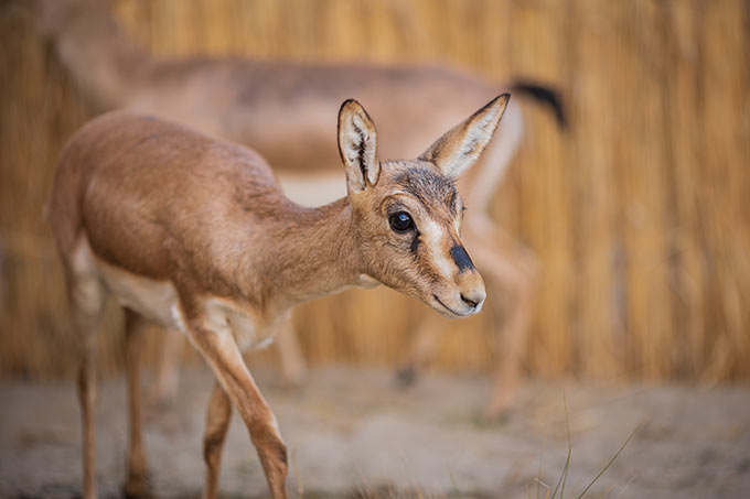 Kropfgazelle - Foto: Ivan Turkovskiy