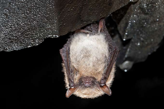 Große Bartfledermaus - Foto: NABU/Christian Stein